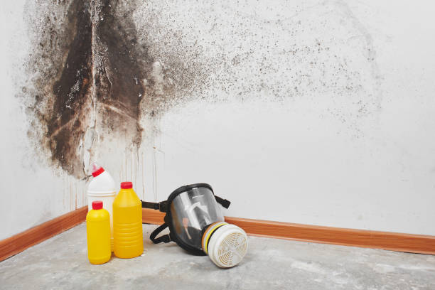 Best Local Mold Removal Service  in Hamburg, AR