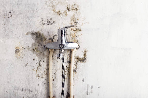 Certified Mold Removal in Hamburg, AR