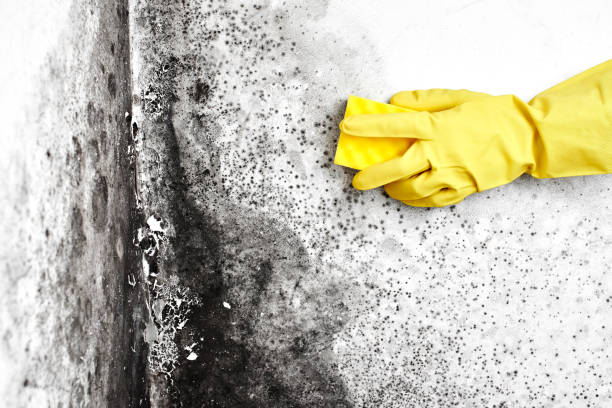 Best Mold Remediation  in Hamburg, AR