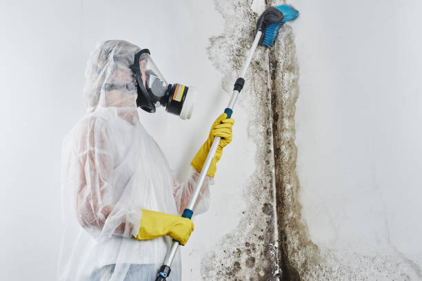 Best Home Mold Removal  in Hamburg, AR