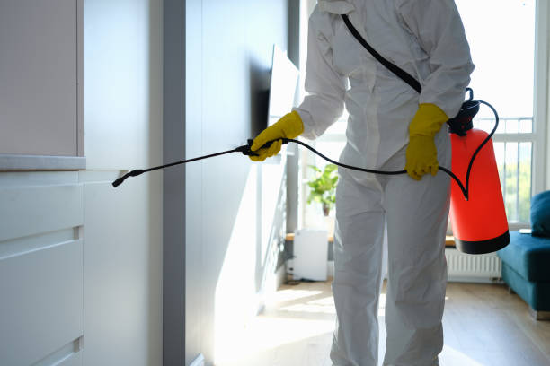 Best Affordable Mold Removal  in Hamburg, AR