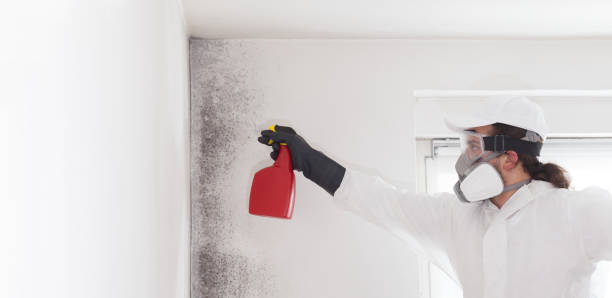 Trusted Hamburg, AR Mold Removal Experts