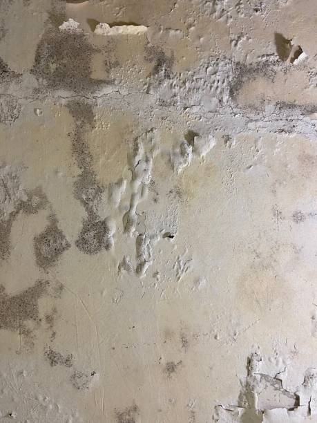 Best Toxic Mold Removal  in Hamburg, AR