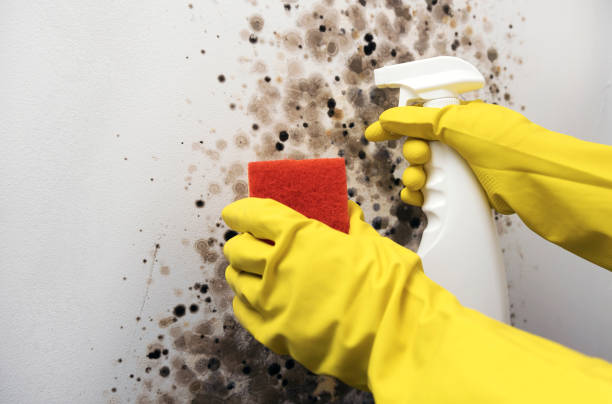 Best Fast Mold Removal  in Hamburg, AR