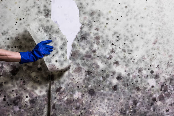 Mold Removal and Inspection in Hamburg, AR