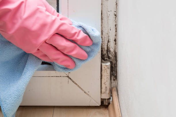 Best Mold Damage Repair  in Hamburg, AR